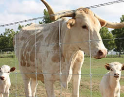 Three cattle encircled in fixed knots fence