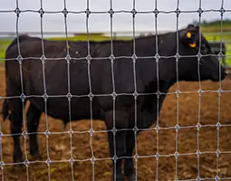 A black cow is standing inside a fenced enclosure with fixed knots fence.