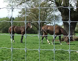 2 horses are standing inside the fixed knots fence.