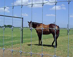 A horse is standing inside the fixed knots fence.