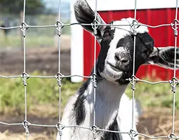 A goat is sticking its mouth through the holes of fixed knots fence.