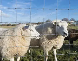 A black hog encircled in square knots fence