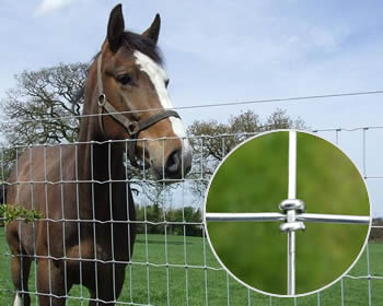 A horse encircled in fence at ranch and detail