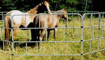Two horses are encircled in standard portable corrals at ranch