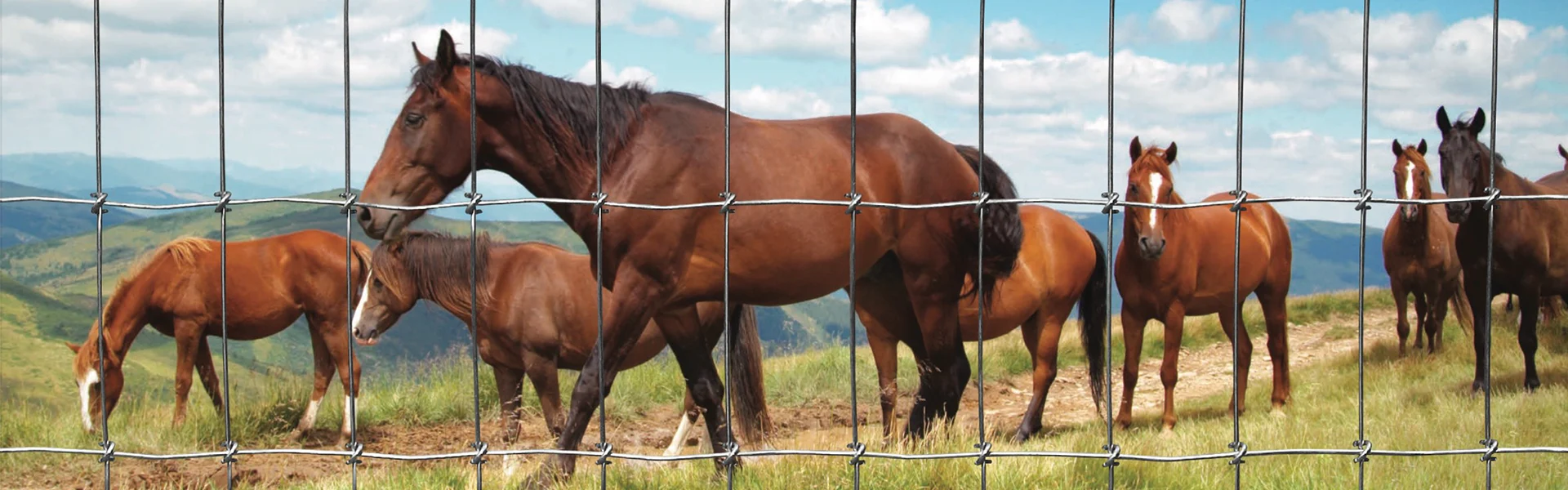 Horse field fence and horses inside the fence