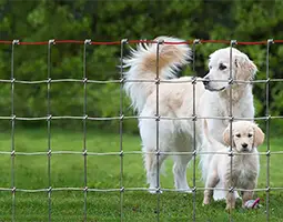 2 puppies are standing inside the square knots fence.