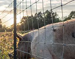 Square knots fence is used to enclose pigs.