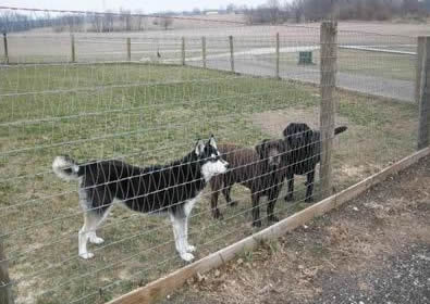 Three dogs is encircled in v-mesh horse fence
